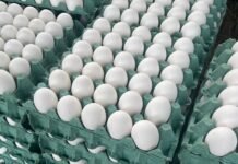 Preocupante alza del precio del huevo: ¿Cuándo comenzaría a bajar?